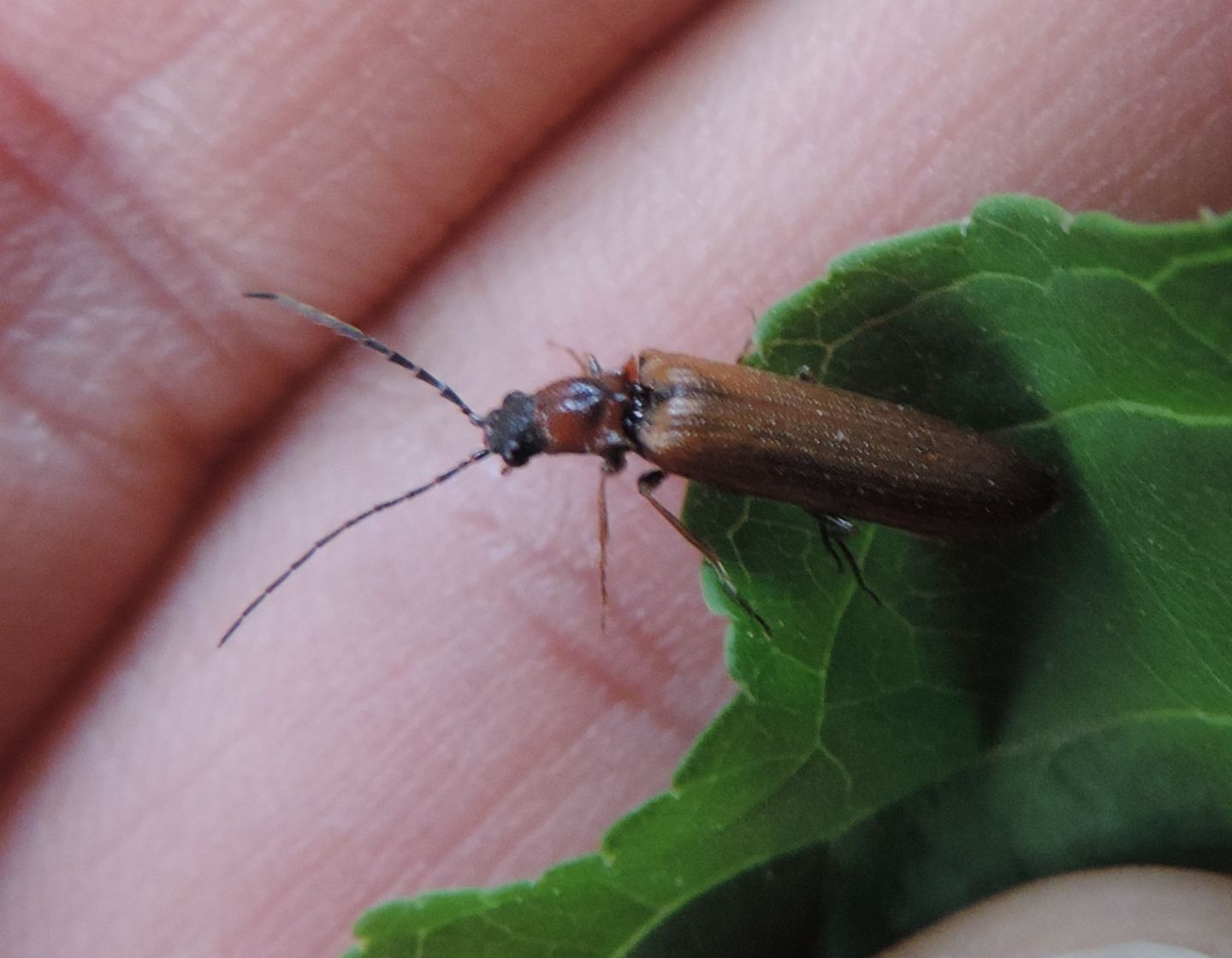 Elateridae, Denticollis linearis? S