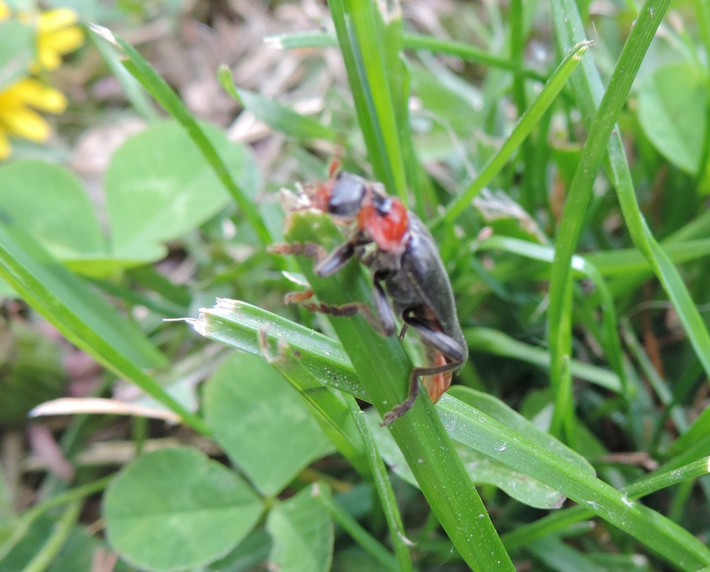 Cantharis fusca?  S !