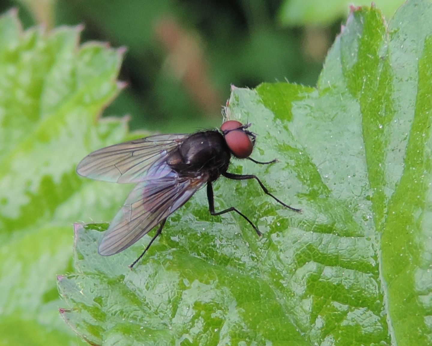 Dittero da identificare 1