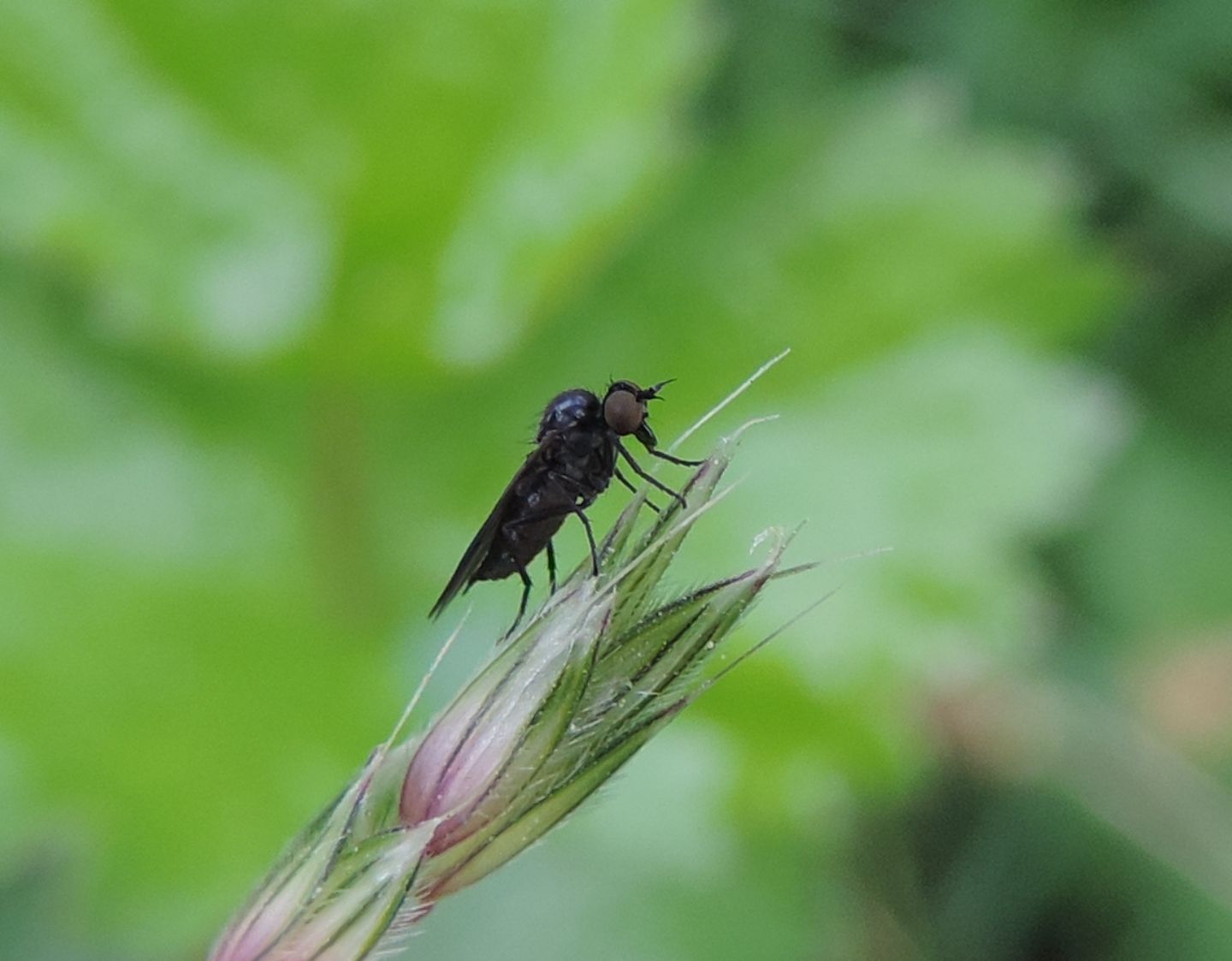 Hilara sp. (Empididae)