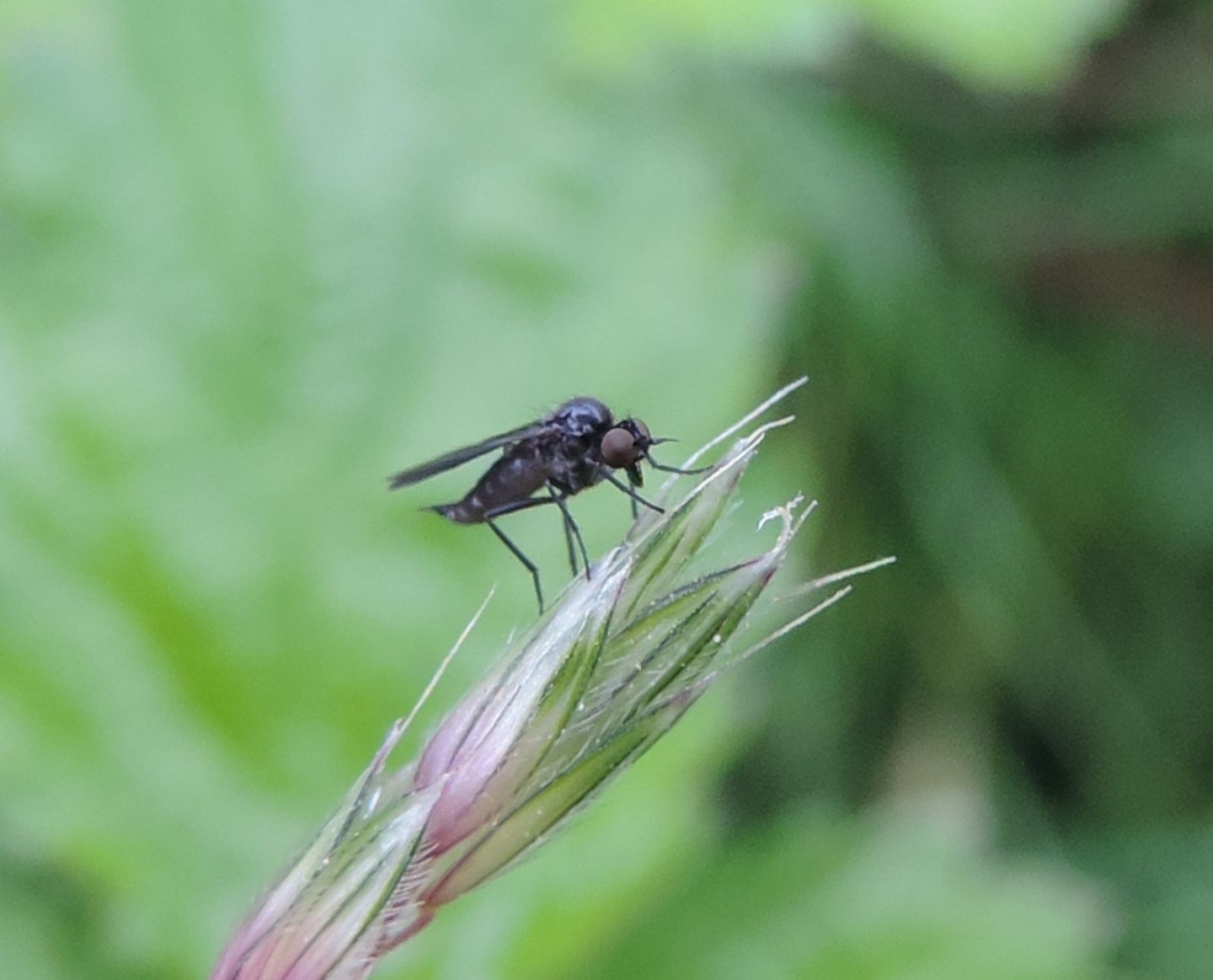 Hilara sp. (Empididae)