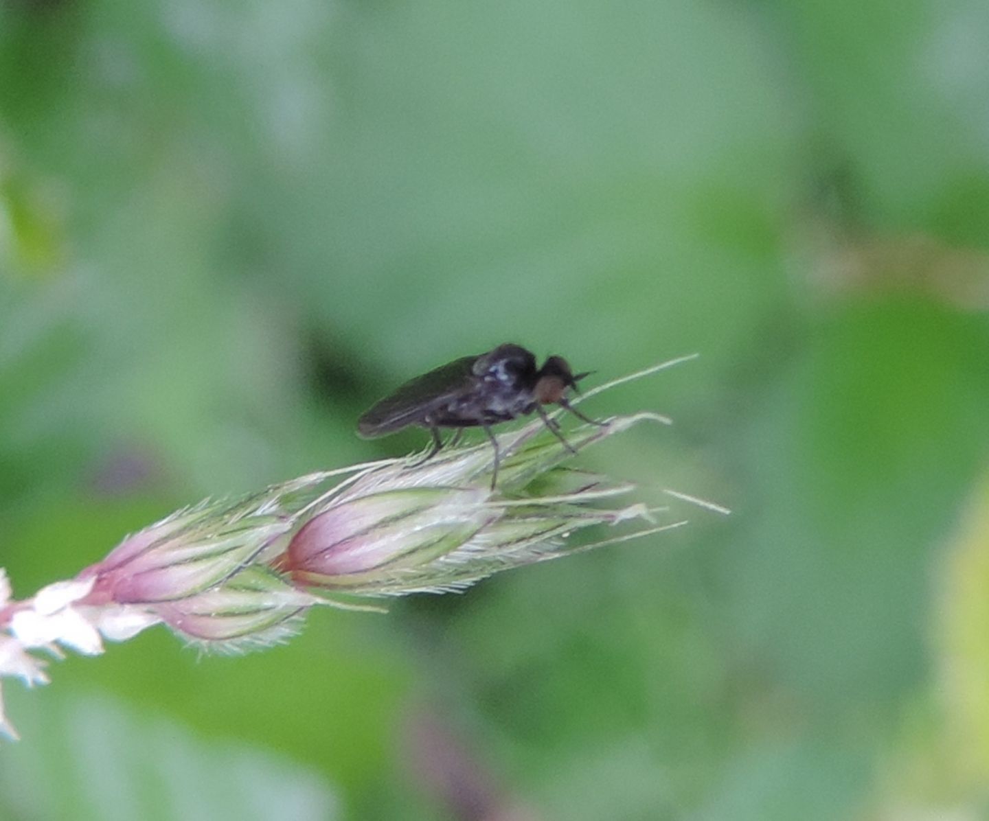 Hilara sp. (Empididae)