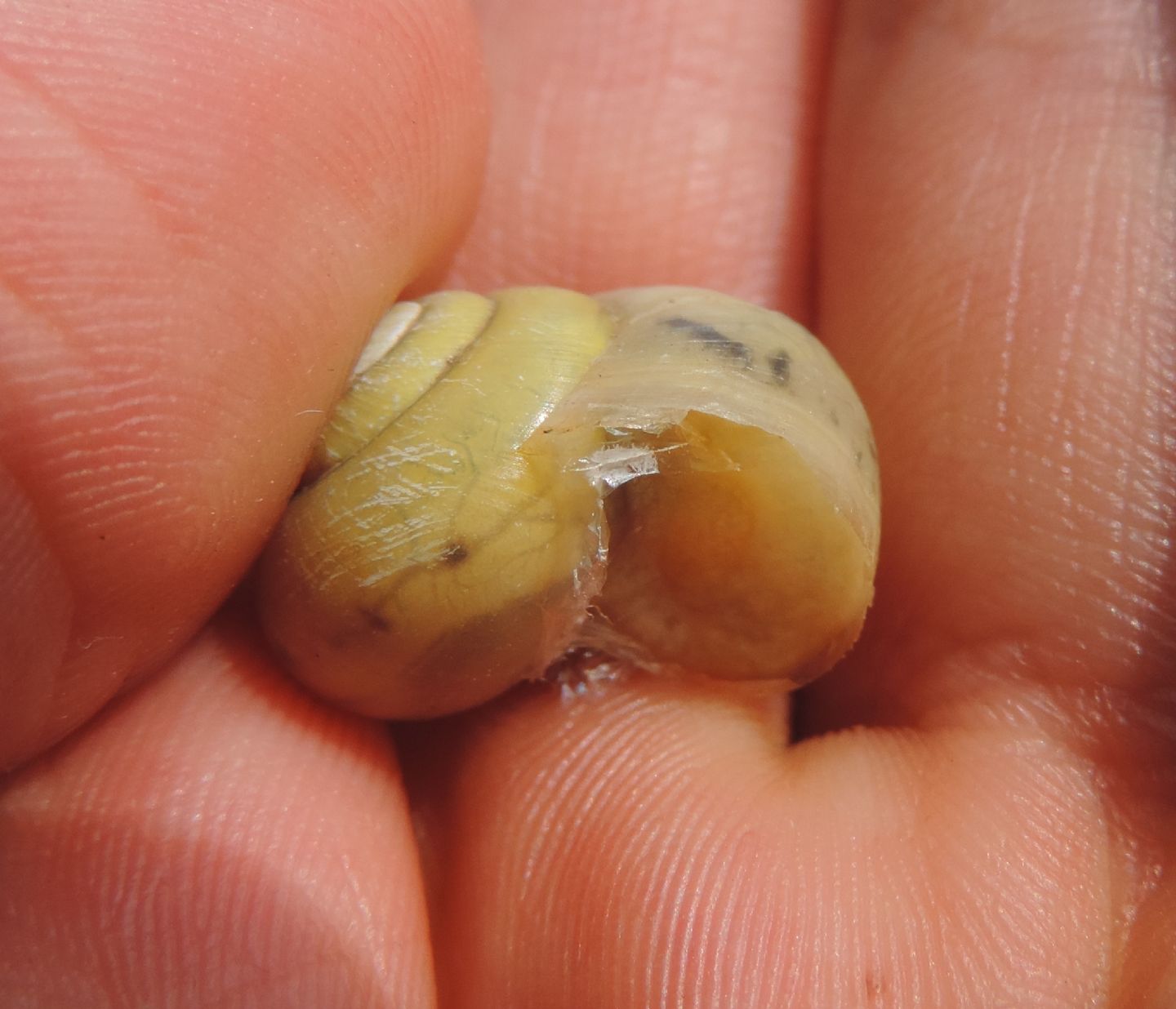 Helicidae?