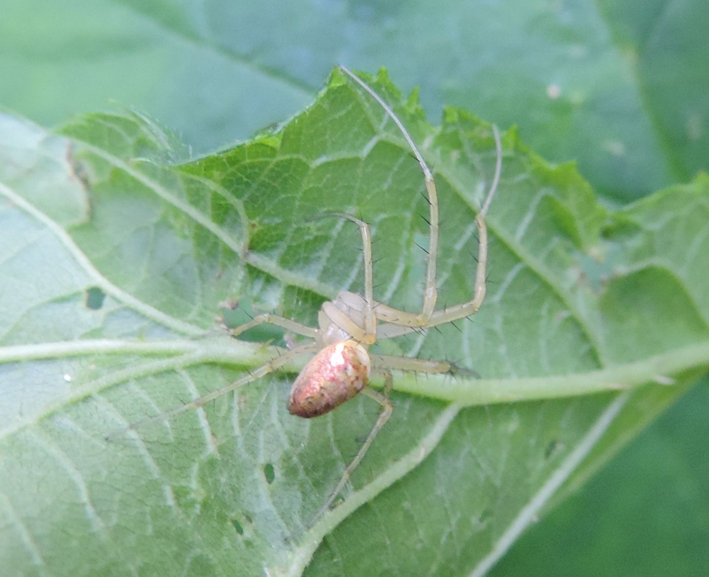 Tetragnathidae:  Metellina sp. - Torino