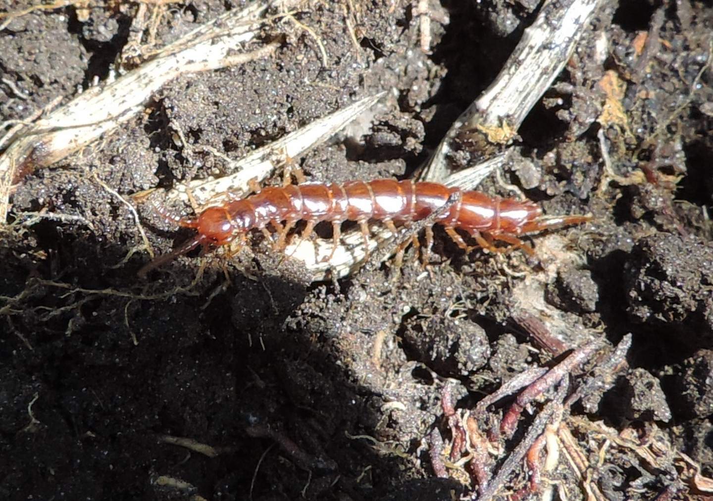 Chilopoda: Lithobius cfr. castaneus (Lithobiidae)