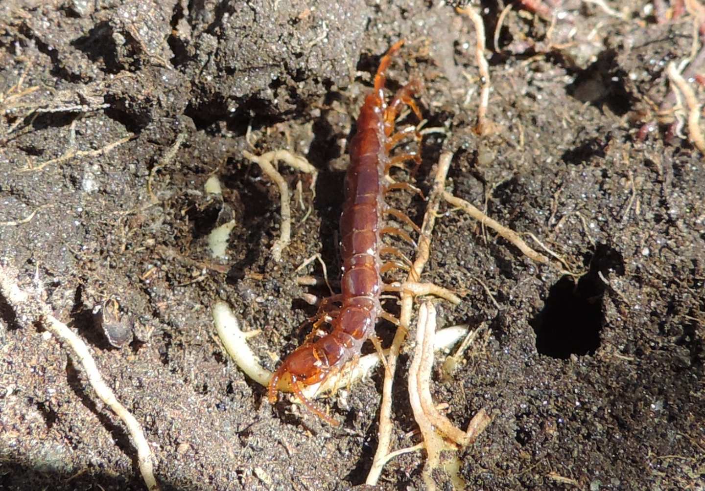 Chilopoda: Lithobius cfr. castaneus (Lithobiidae)