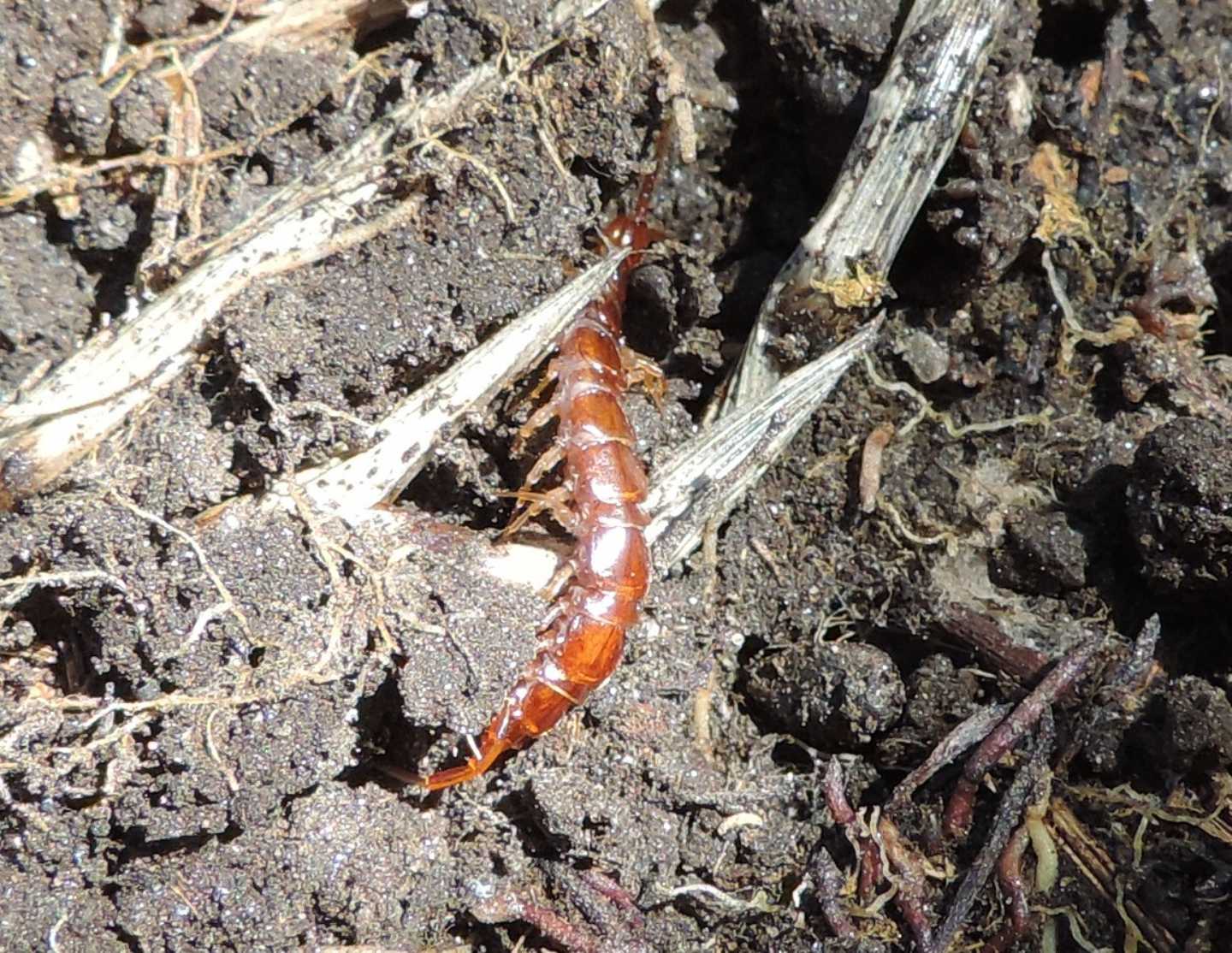 Chilopoda: Lithobius cfr. castaneus (Lithobiidae)