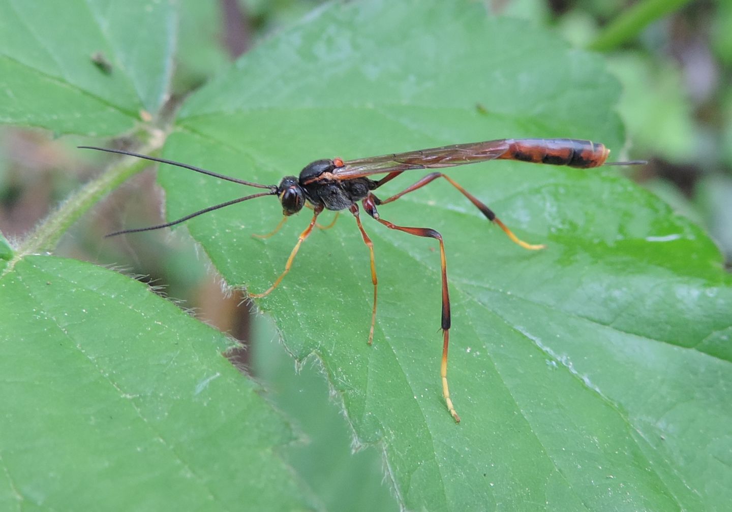 Ichneumonidae  Anomaloninae