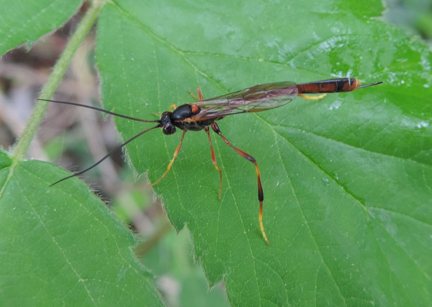 Ichneumonidae  Anomaloninae