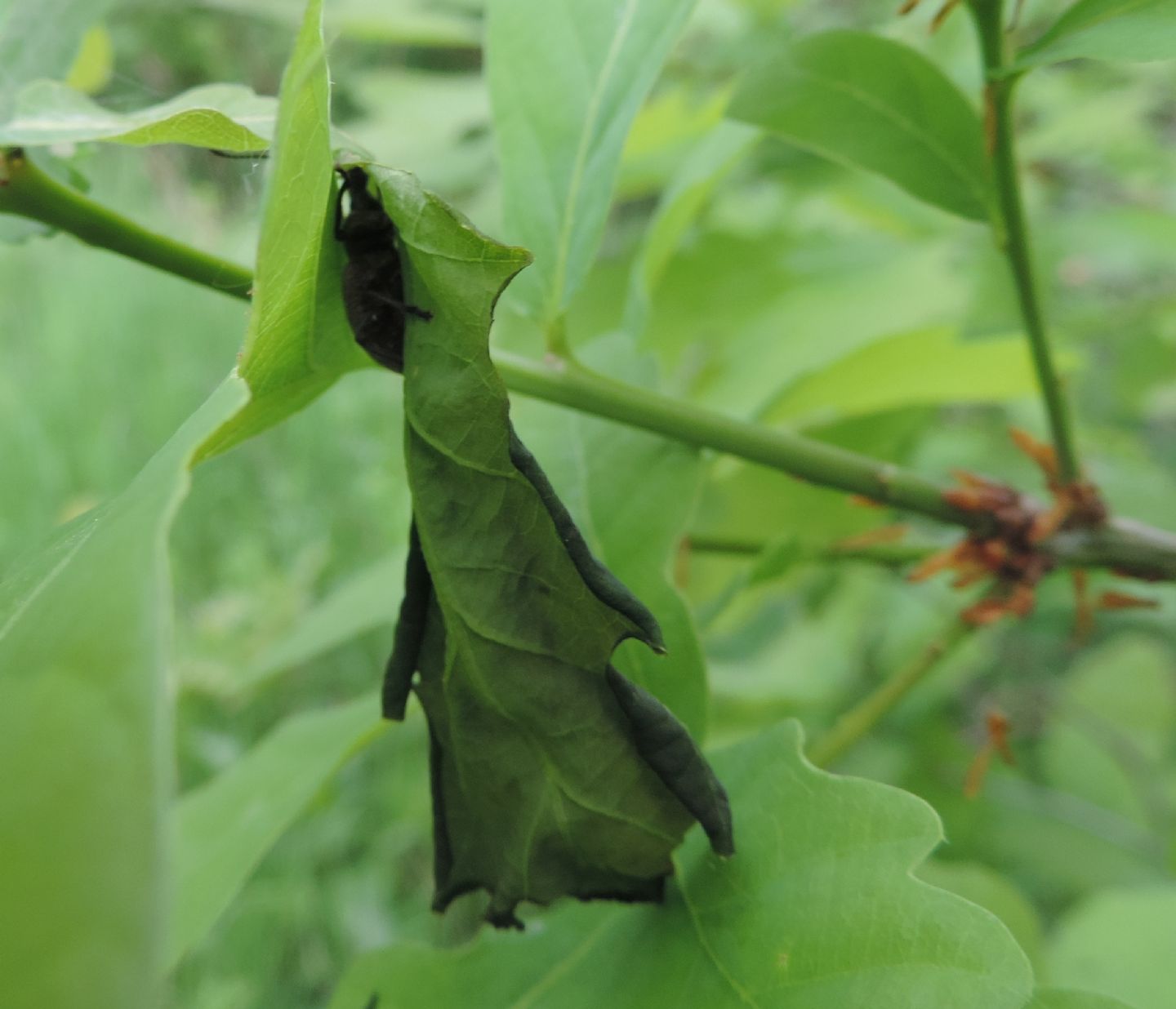 Curculionidae:  Otiorhynchus pseudonothus (= salicicola)