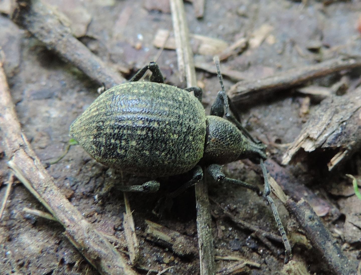 Curculionidae:  Otiorhynchus pseudonothus (= salicicola)