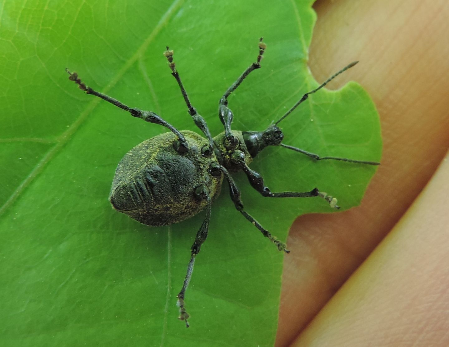 Curculionidae:  Otiorhynchus pseudonothus (= salicicola)