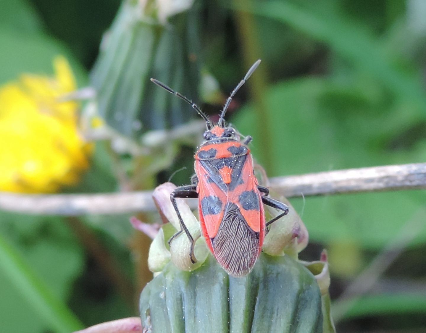 Corizus hyoscyami?   S, Corizus hyoscyami hyoscyami (Rhopalidae)