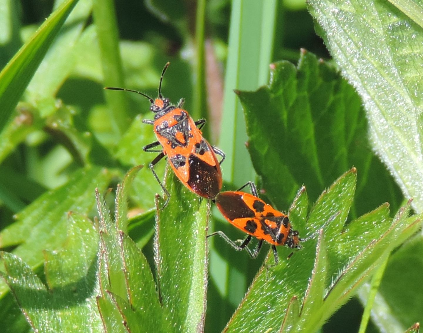 Corizus hyoscyami?   S, Corizus hyoscyami hyoscyami (Rhopalidae)