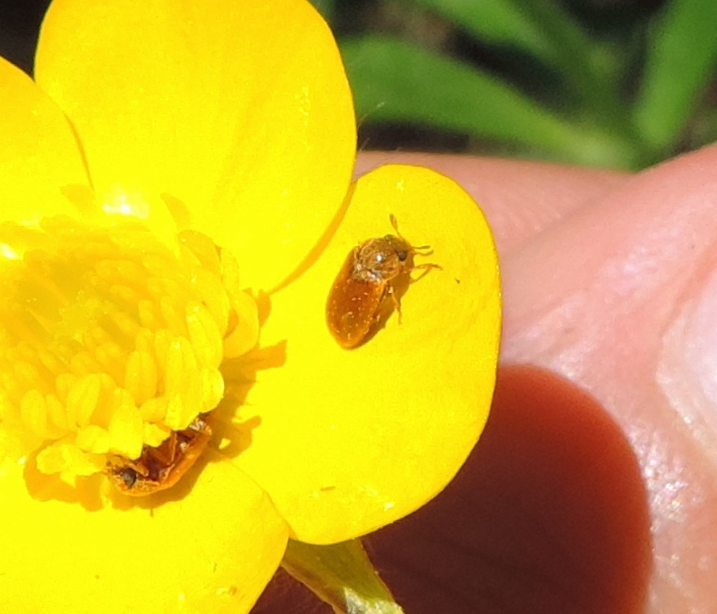 Byturidae:  Byturus ochraceus?  S !