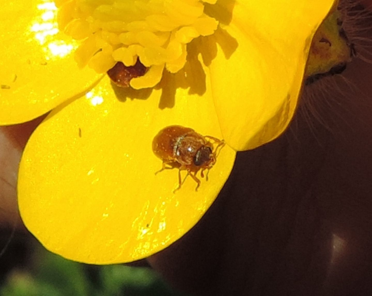 Byturidae:  Byturus ochraceus?  S !
