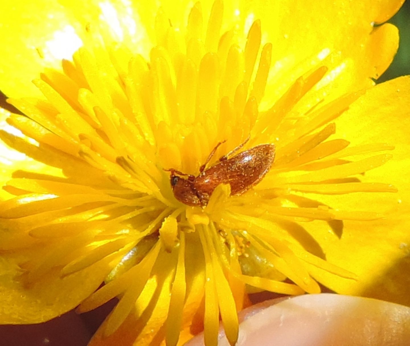 Byturidae:  Byturus ochraceus?  S !