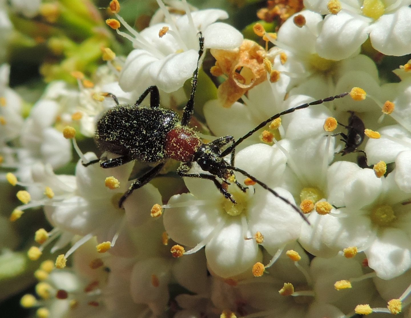 Cerambycidae:  Dinoptera collaris?  S !
