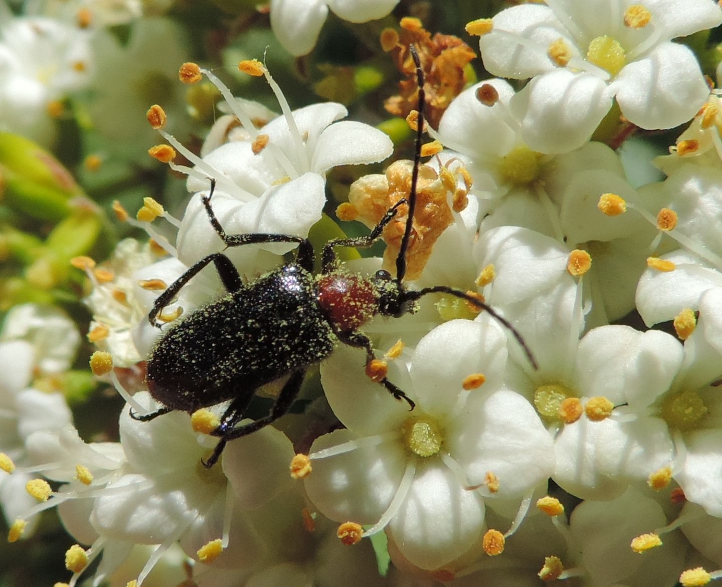 Cerambycidae:  Dinoptera collaris?  S !