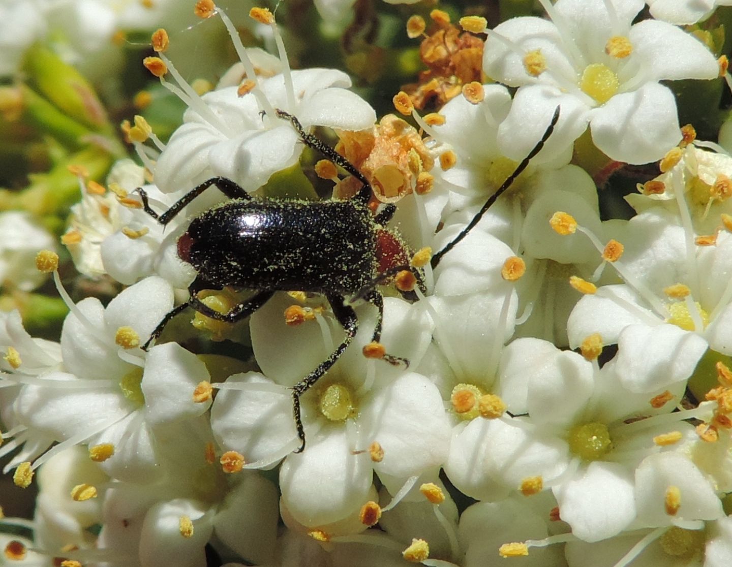 Cerambycidae:  Dinoptera collaris?  S !