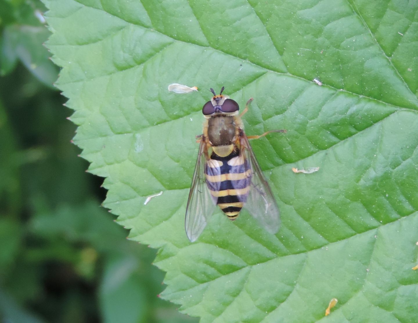 Syrphus ribesii? Si, femmina