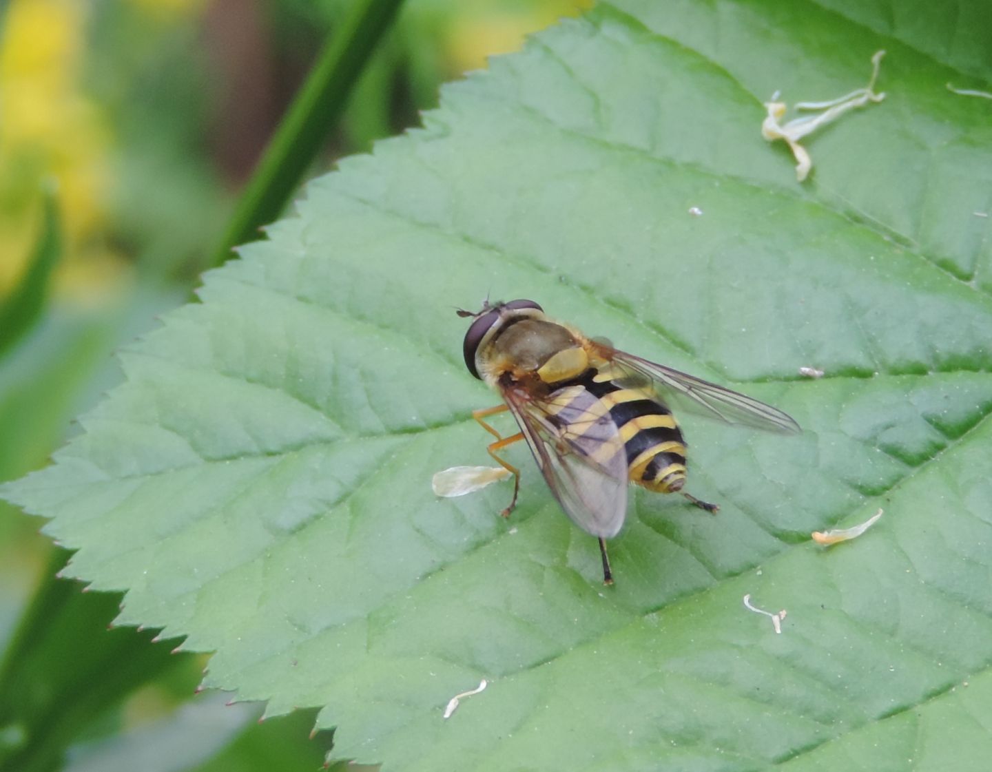 Syrphus ribesii? Si, femmina