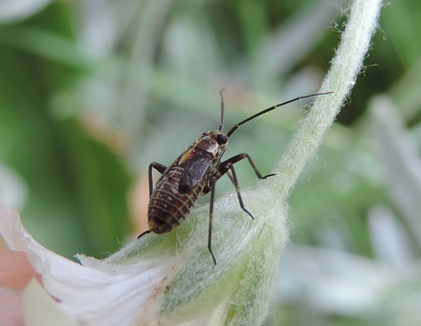 Miridae:  ninfa di Capsodes flavomarginatus