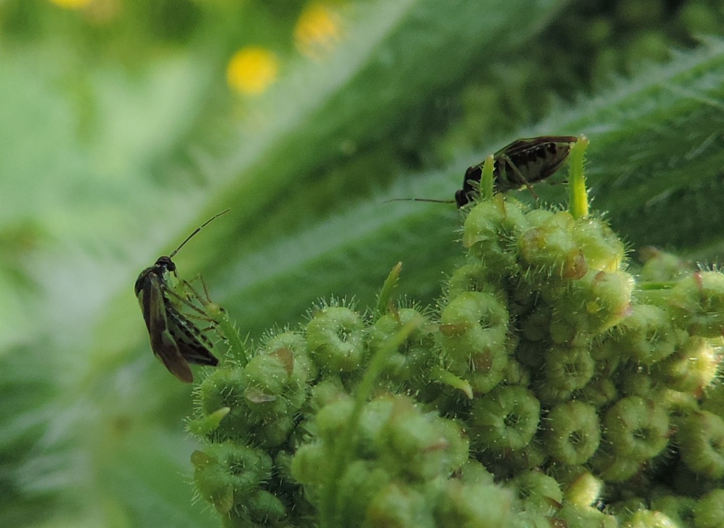 Miridae: Lygus pratensis?      No,  Orthops cfr. basalis