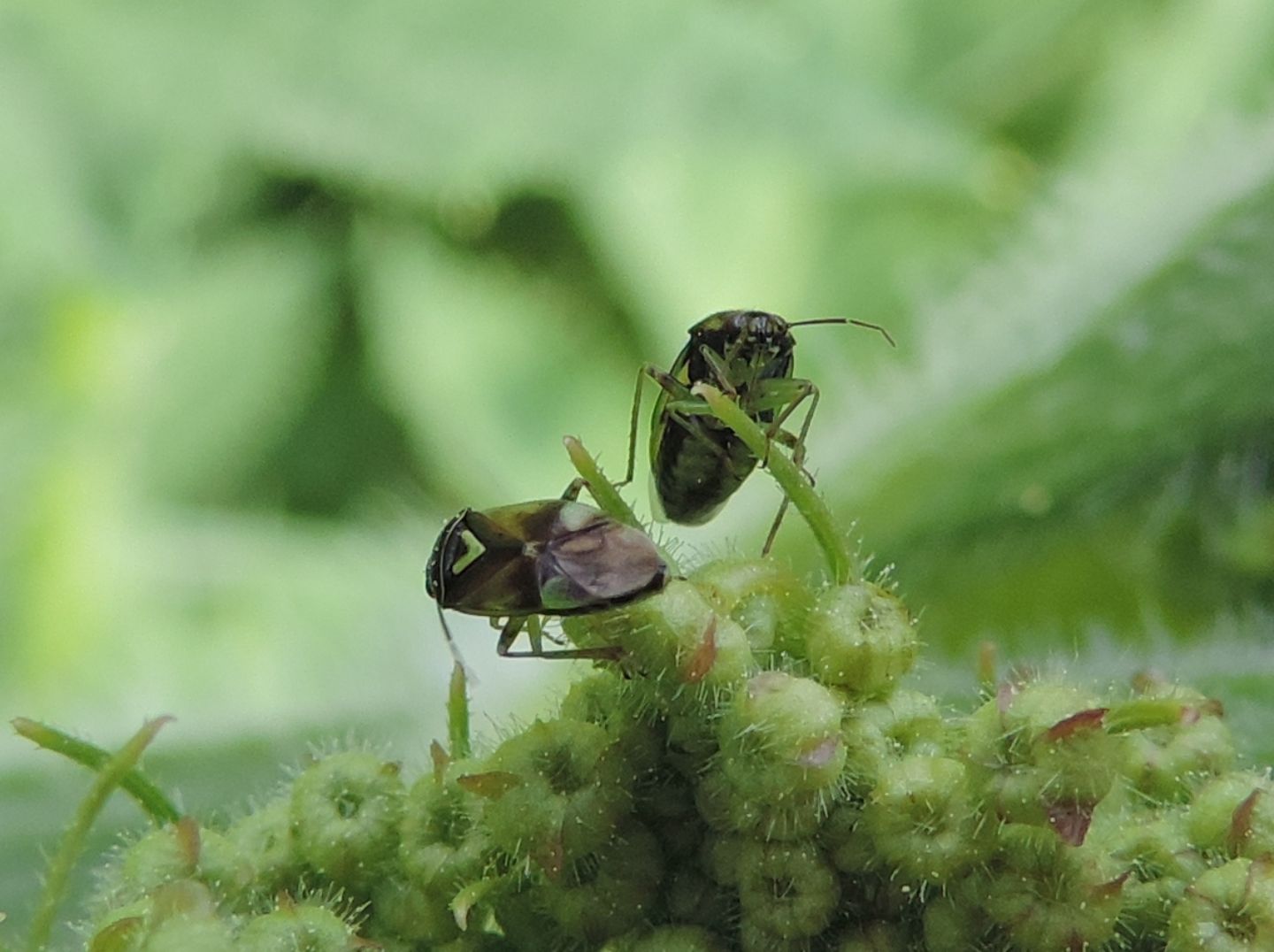 Miridae: Lygus pratensis?      No,  Orthops cfr. basalis