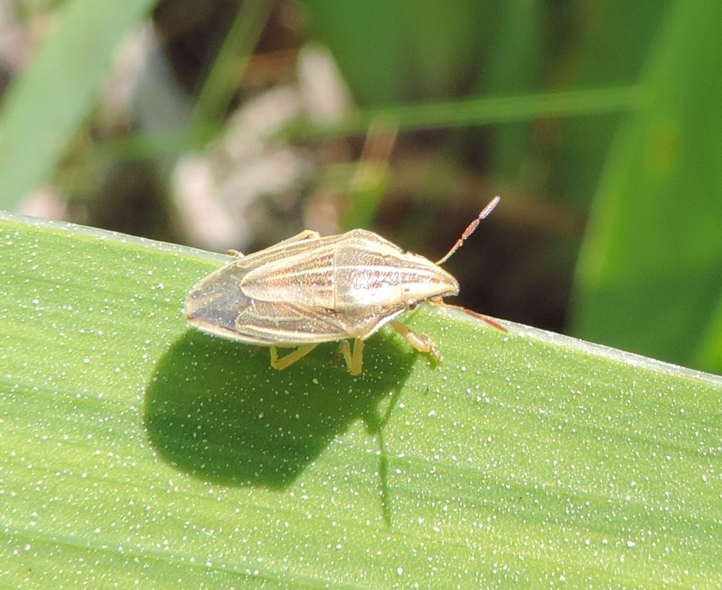 si tratta di Aelia acuminata?   S !