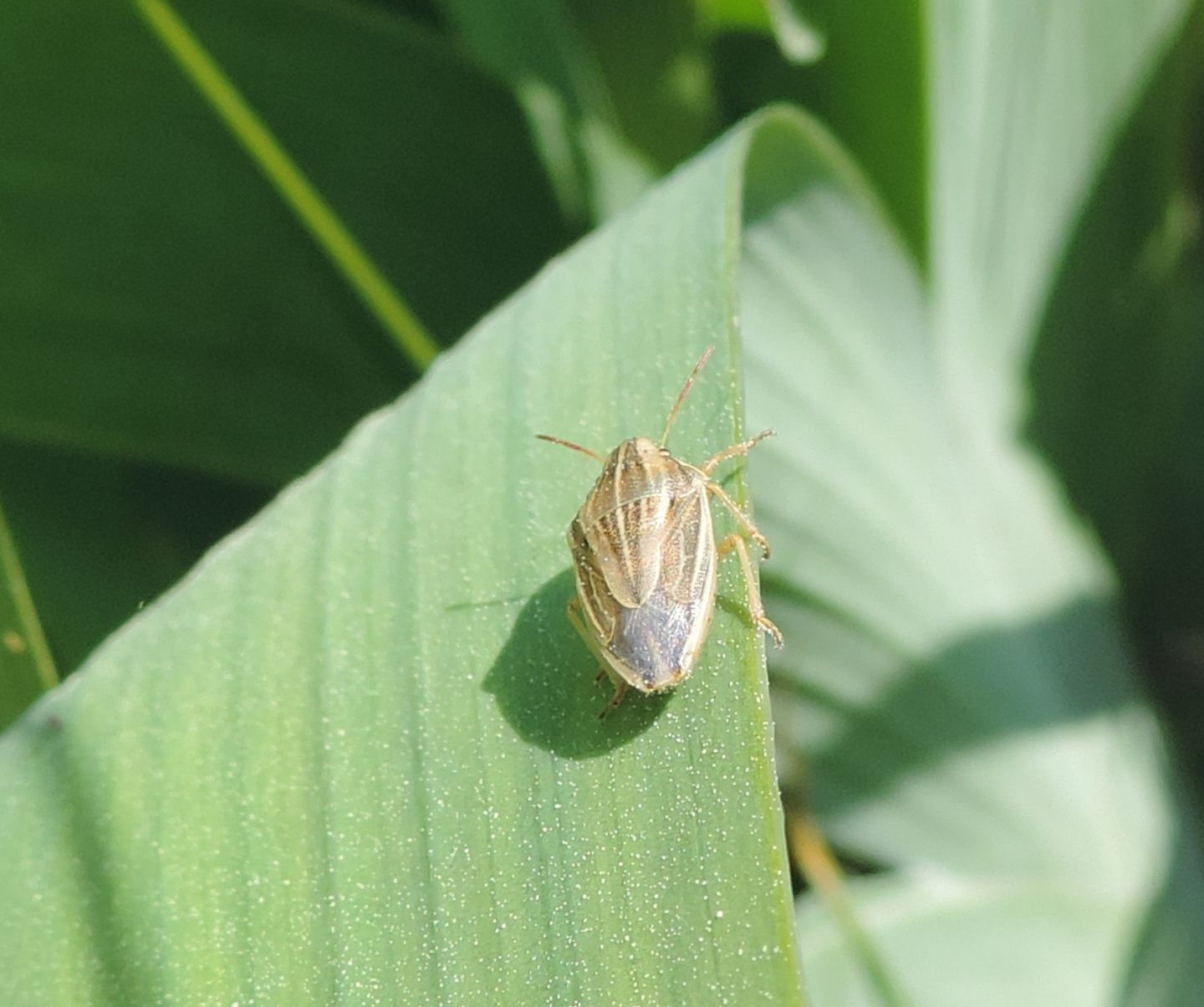 si tratta di Aelia acuminata?   S !
