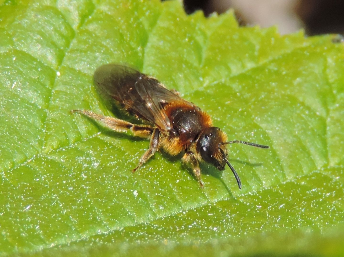 Andrena sp., femmina