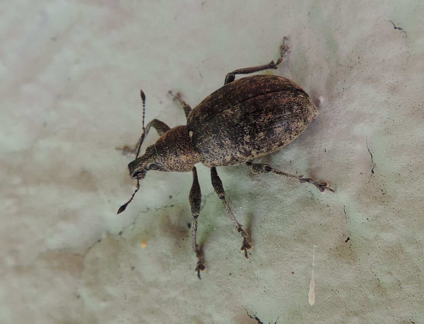 Curculionidae:  Liophloeus ophtalmicus?  S !