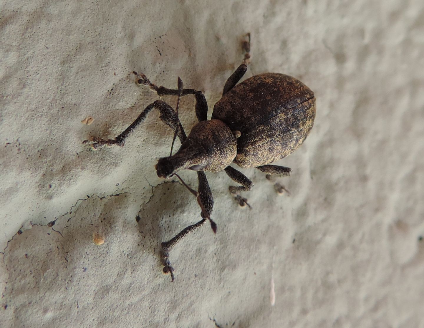 Curculionidae:  Liophloeus ophtalmicus?  S !