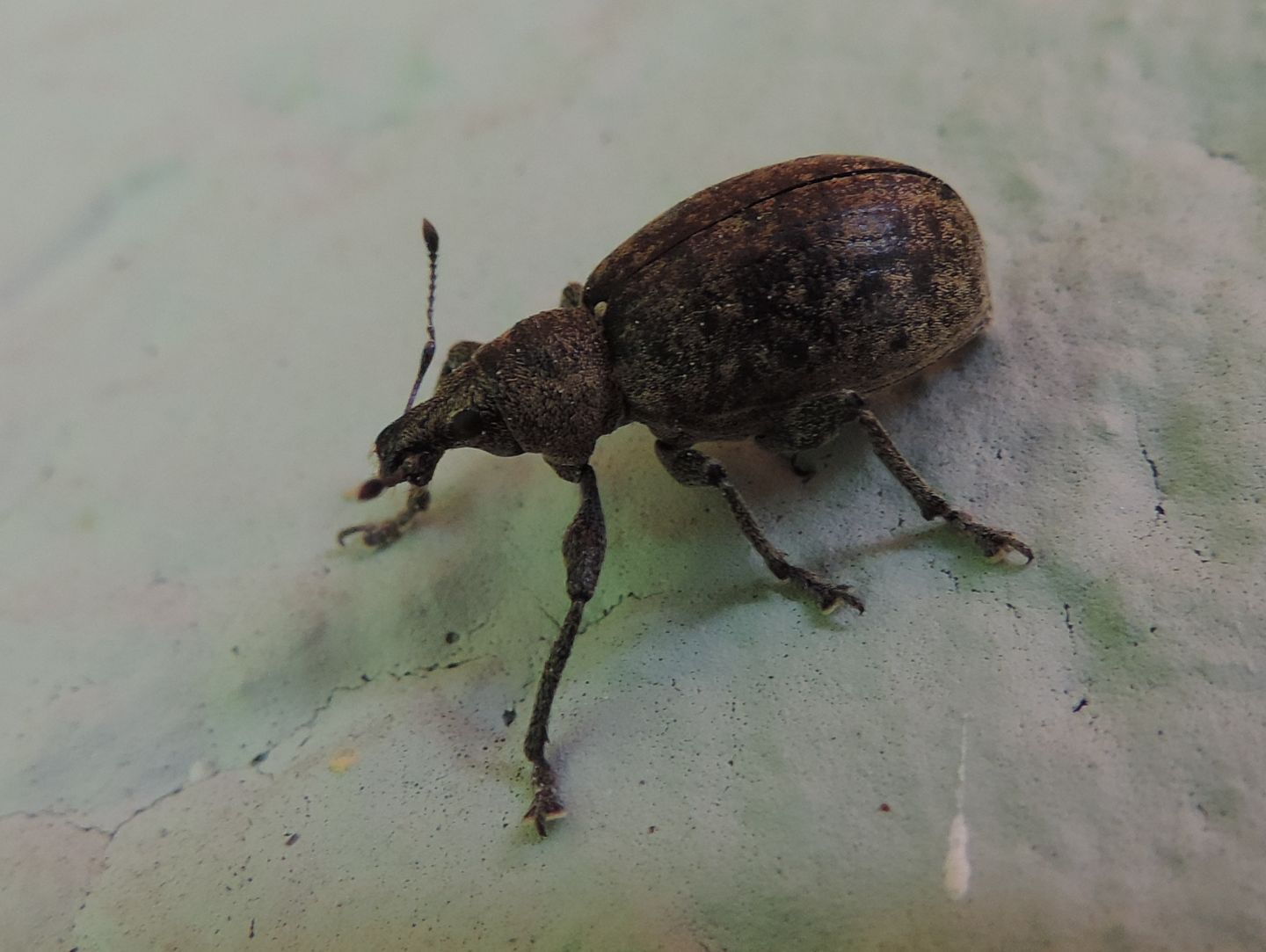 Curculionidae:  Liophloeus ophtalmicus?  S !