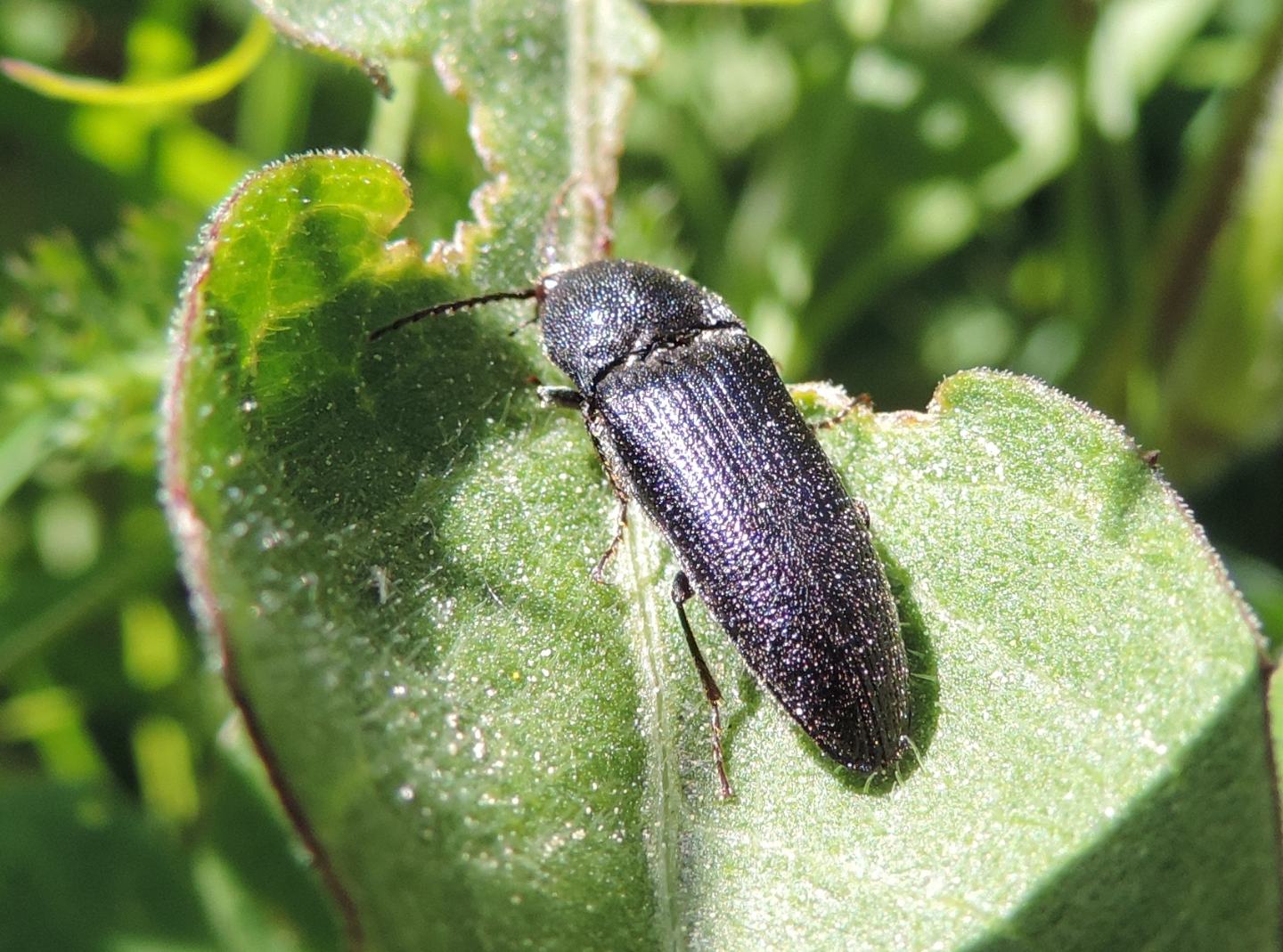 Elateridae: Melanotus sp. (cfr.)