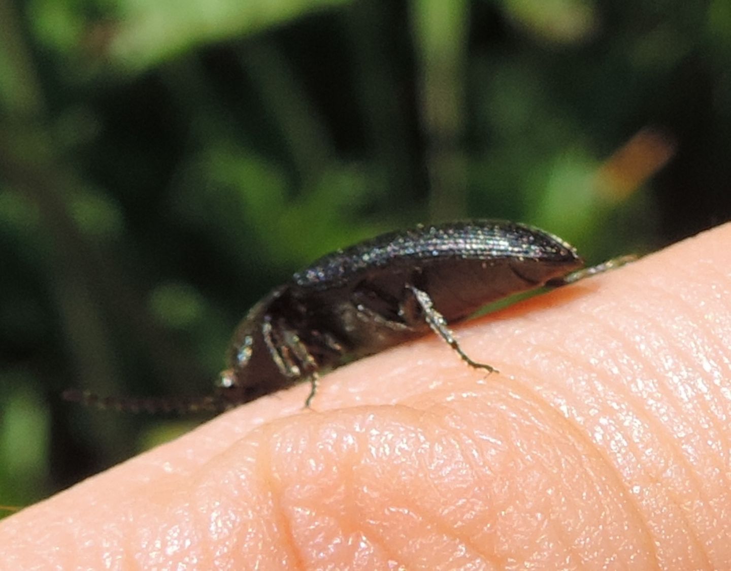 Elateridae: Melanotus sp. (cfr.)