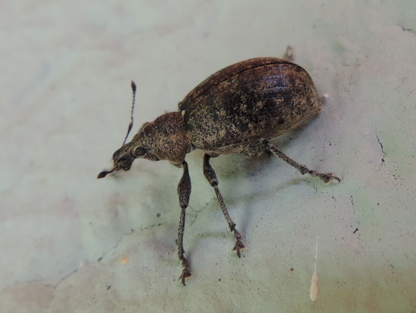 Curculionidae:  Liophloeus ophtalmicus?  S !