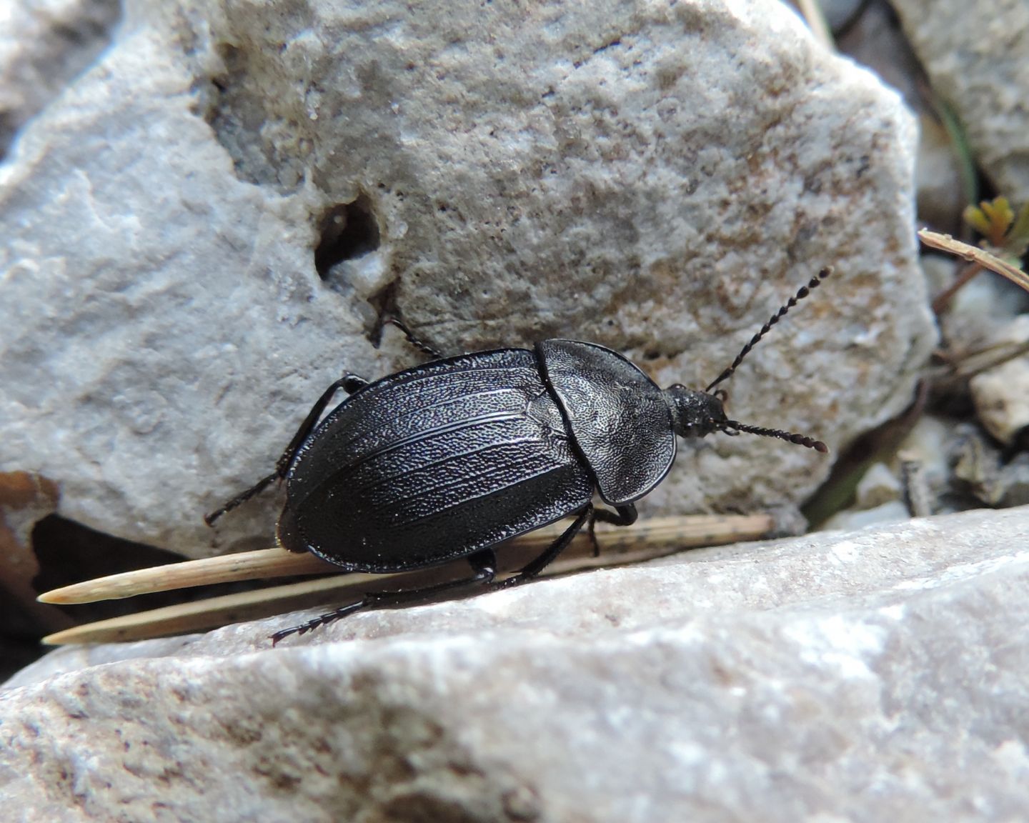 Silphidae: Phosphuga atrata? S.