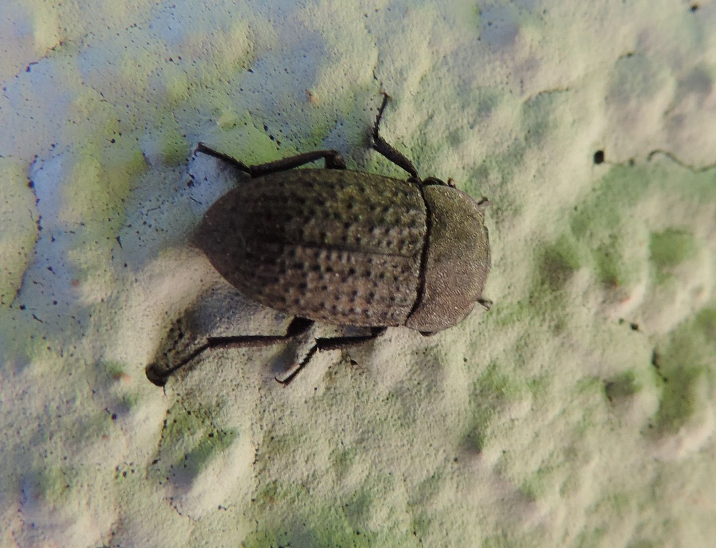 Tenebrionidae: Opatrum sabulosum