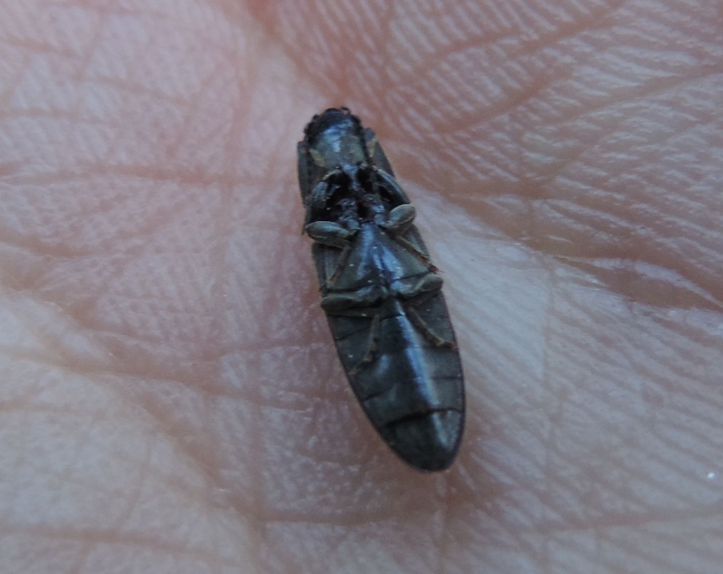 Elateridae: Hemicrepidius hirtus, maschio.