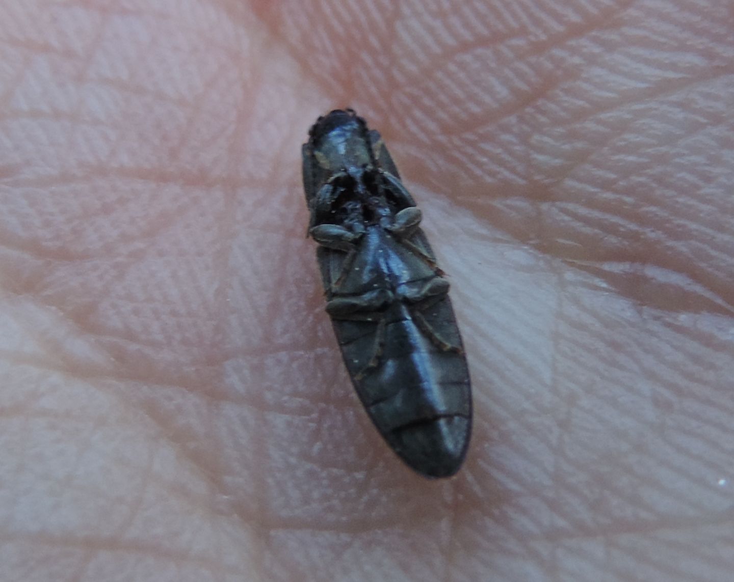 Elateridae: Hemicrepidius hirtus, maschio.