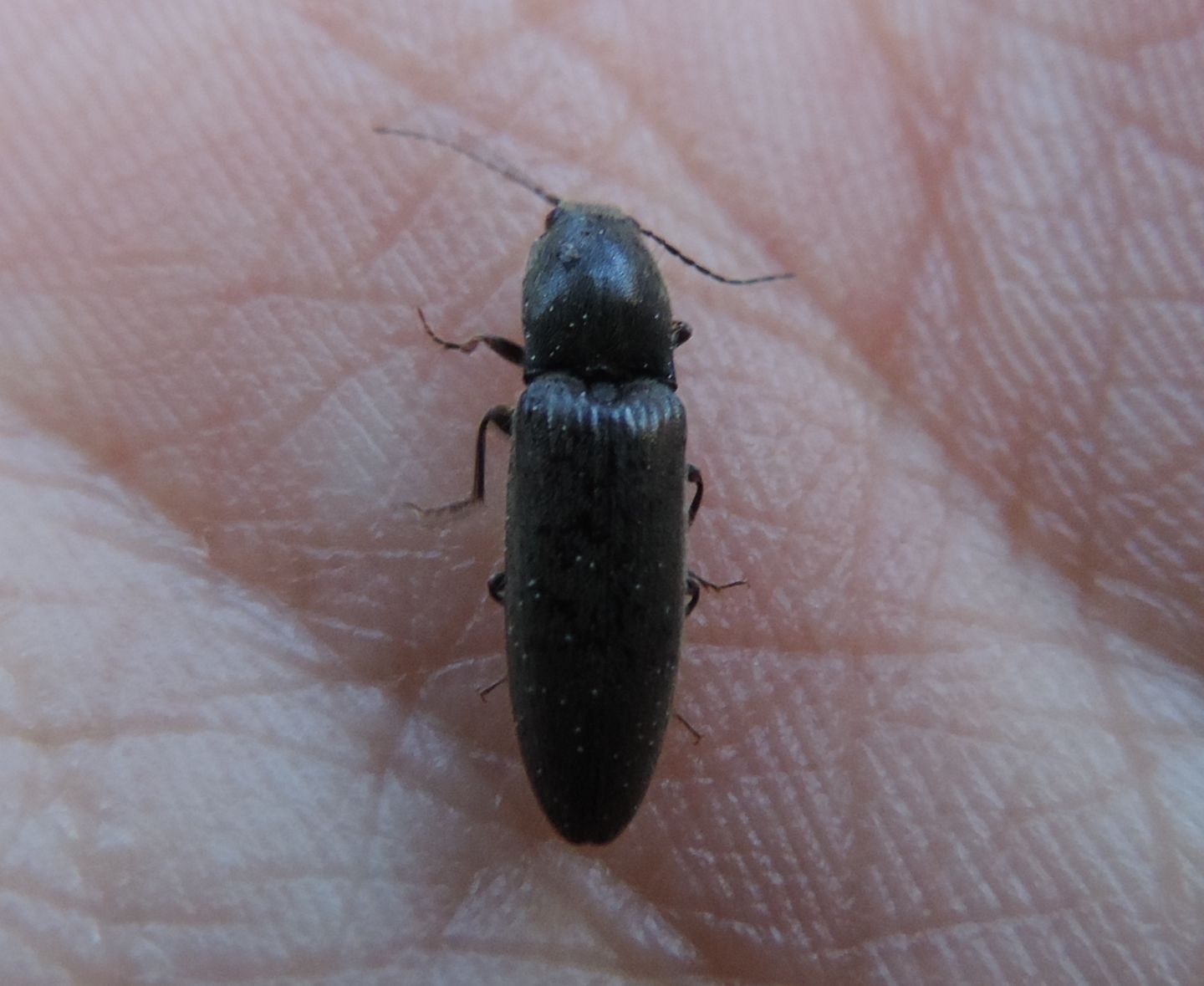 Elateridae: Hemicrepidius hirtus, maschio.