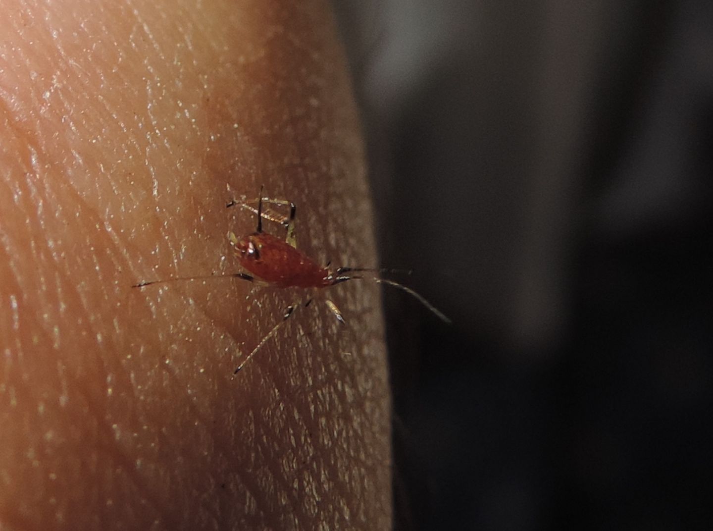 Macrosiphum rosae (Aphididae)