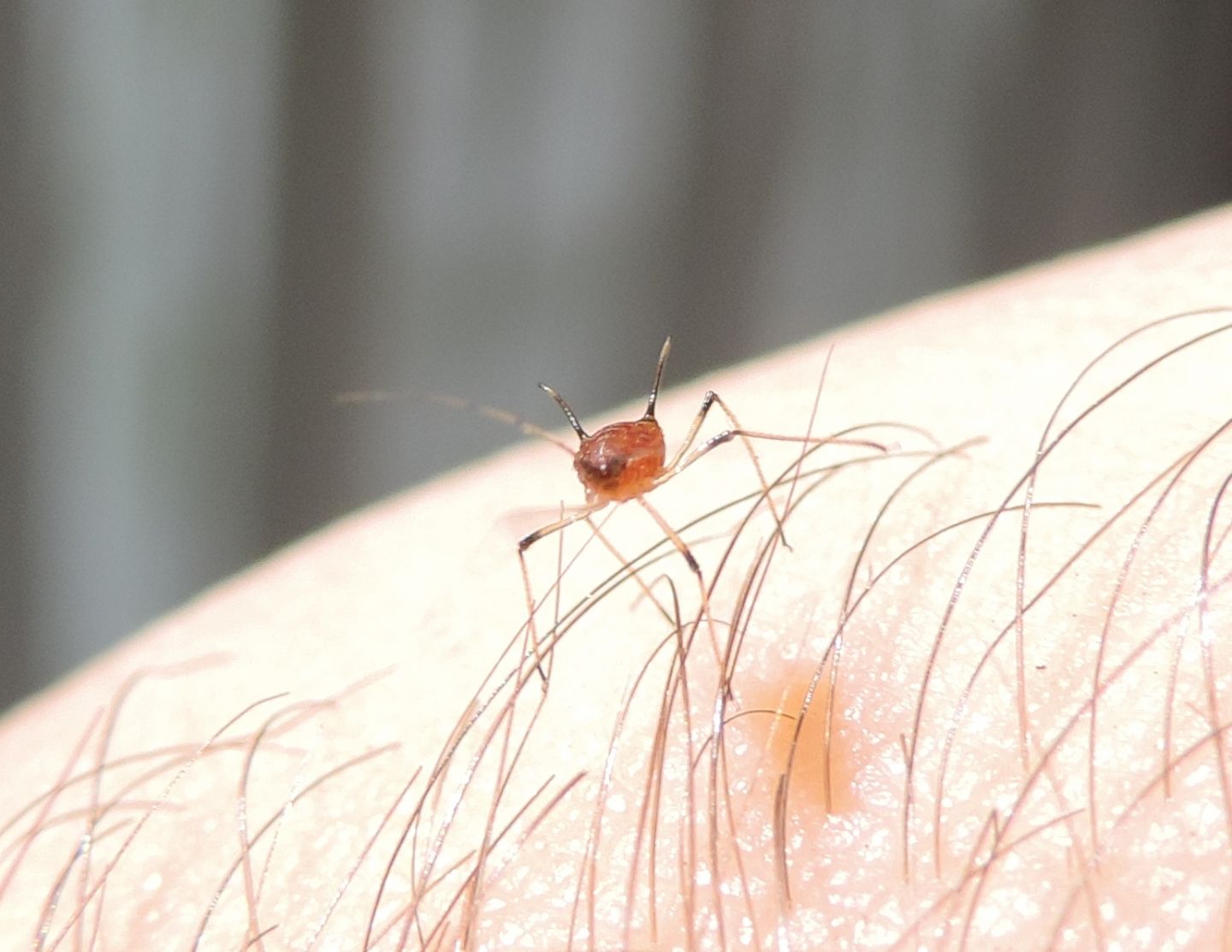 Macrosiphum rosae (Aphididae)