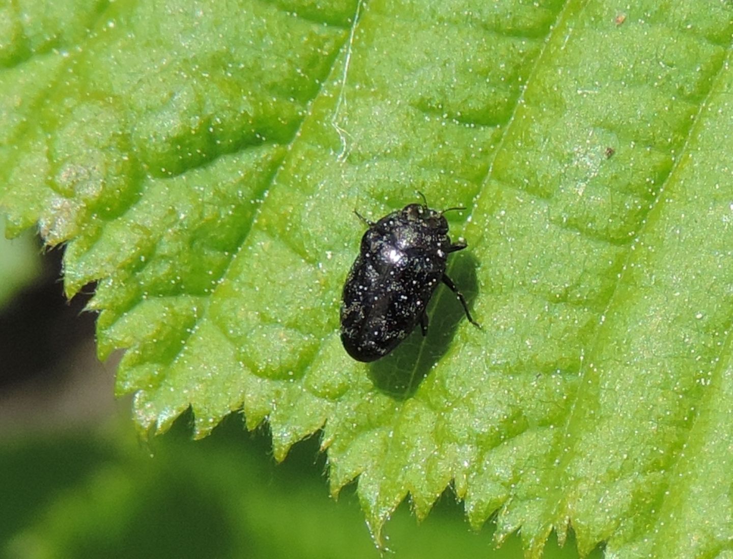 Trachys minutus? S.