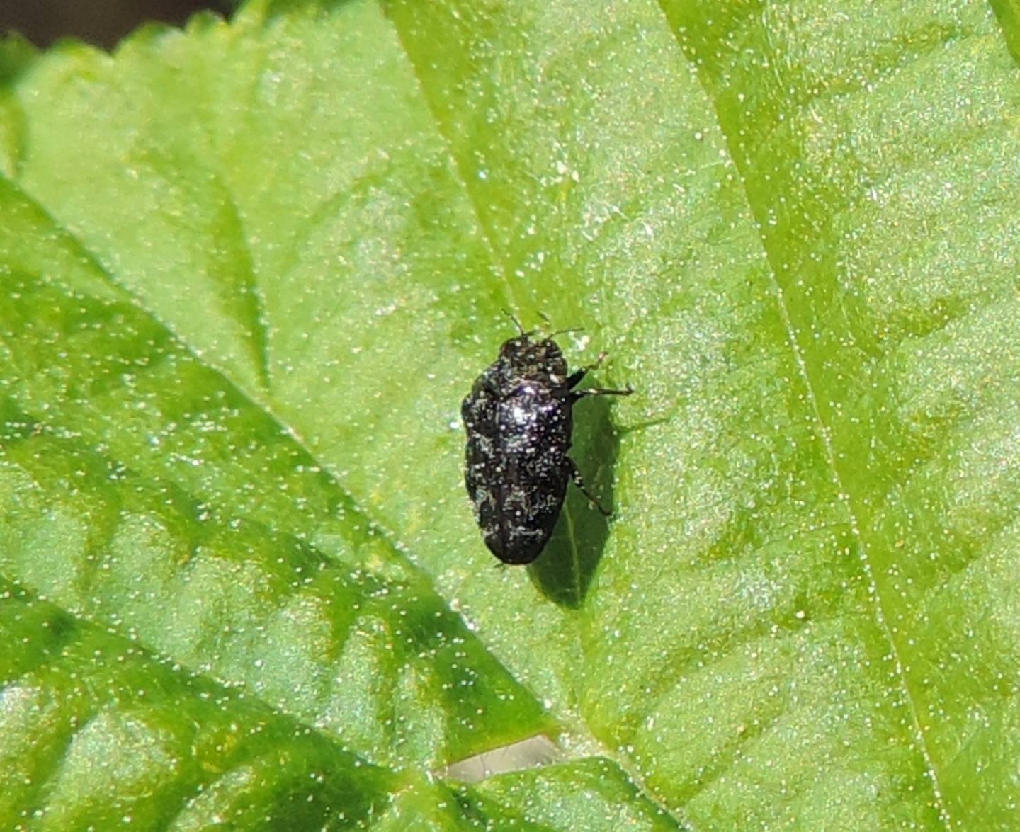 Trachys minutus? S.