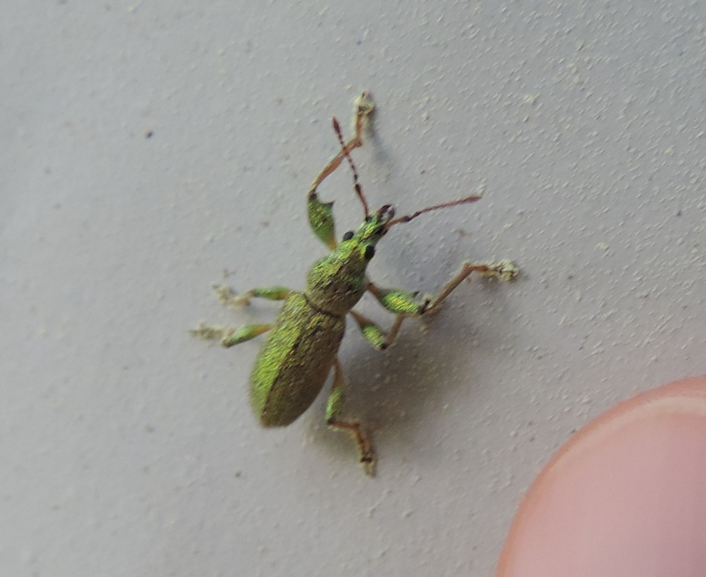 Curculionidae:  Phyllobius arborator?   S !