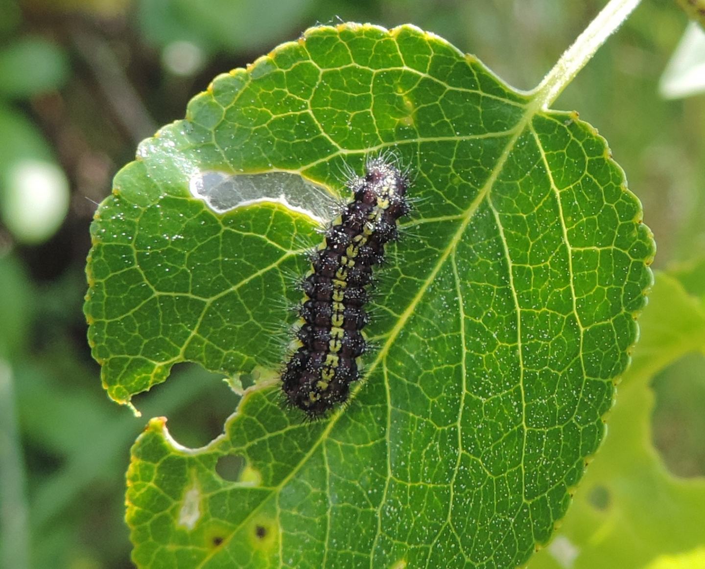 Bruco vorace da identificare - Aglaope infausta, Zygaenidae