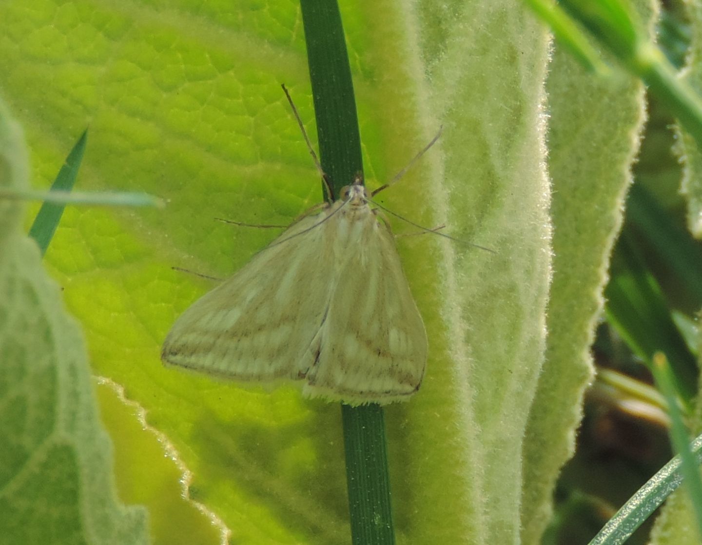 Geometridae da identificare - No, Crambidae: Sitochroa verticalis